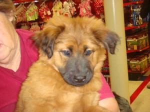 Shepard Chow