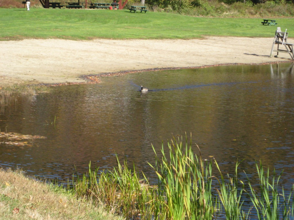 Goose takes a swim. (VF)