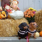 Lily and Muffin - The Doxie Life of Lily, Muffin and their Humans