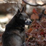 Roxy - Roxy the Traveling Dog