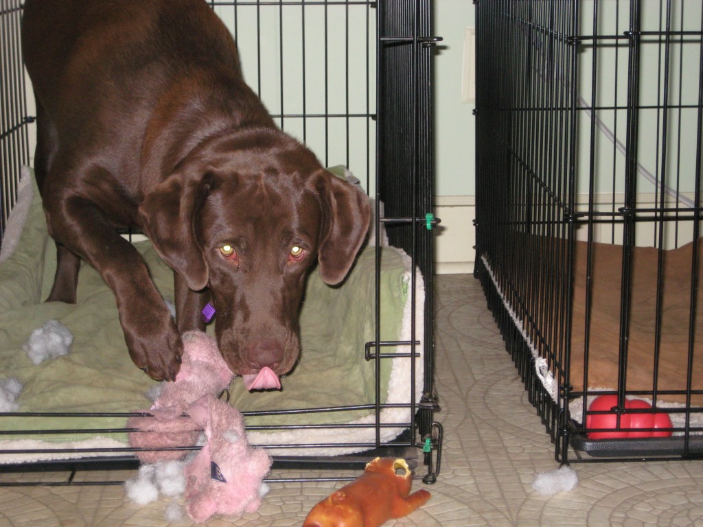 The pig came that way, I swear.  I did NOT chew off its ears.