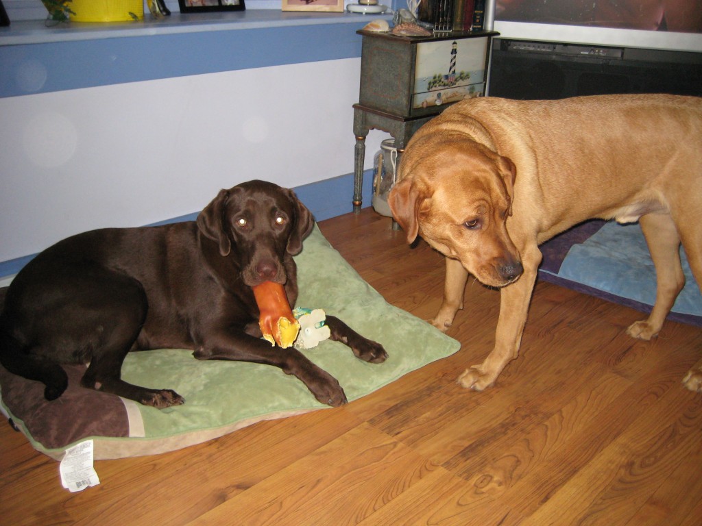 Yes, that's Delilah with a toy pig in her mouth.  It cracks me up. 