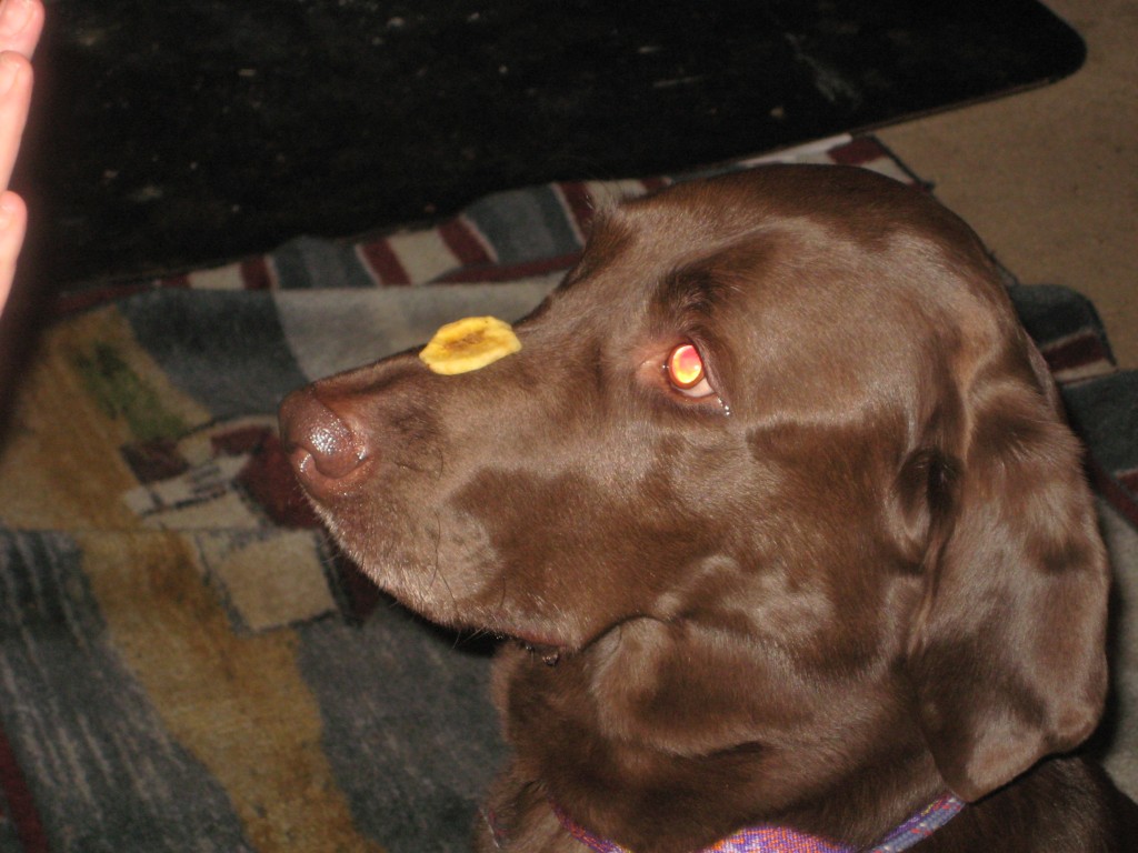 Her eyes are focused on that treat!