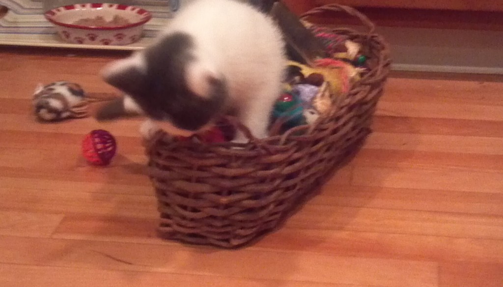 You're supposed to play with the toys in the basket Fred, not eat it.