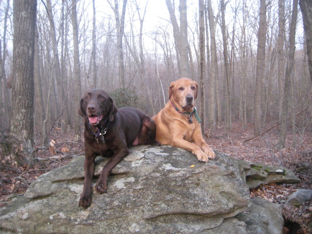 Delilah wasn't quite as comfortable posing on the rock as Sampson was.