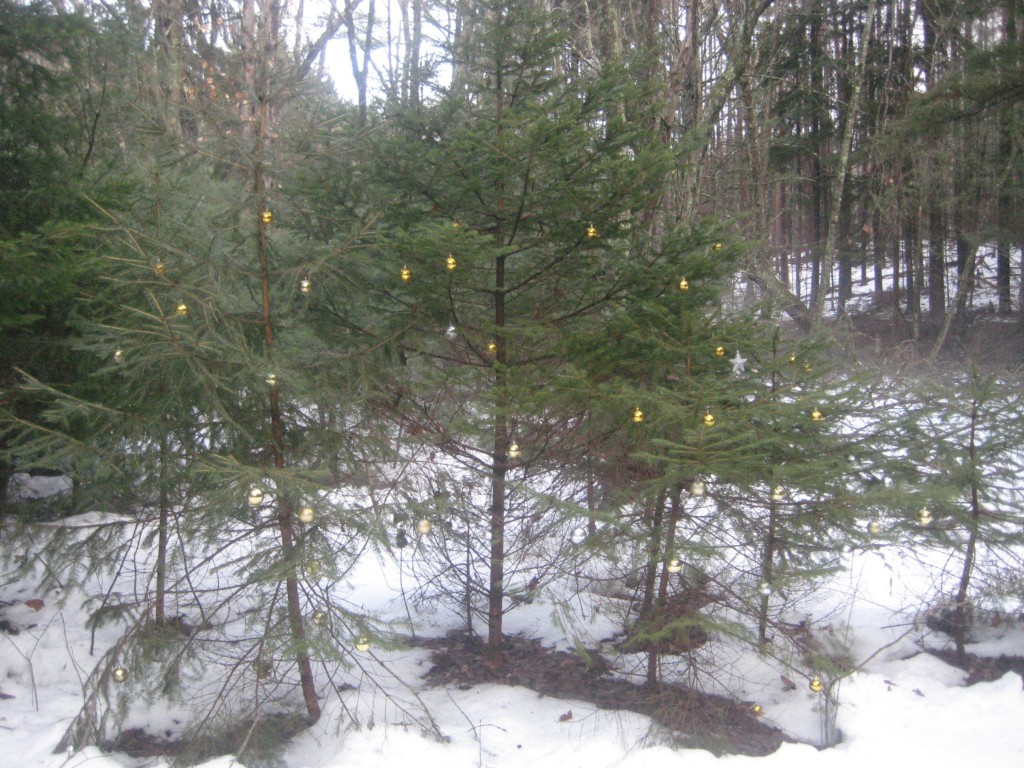 Decorated Trees