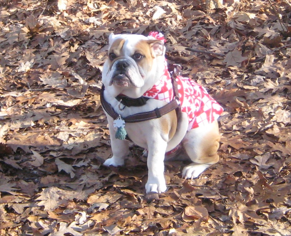 It's my hood, I"m not really wearing a flower behind my ear.