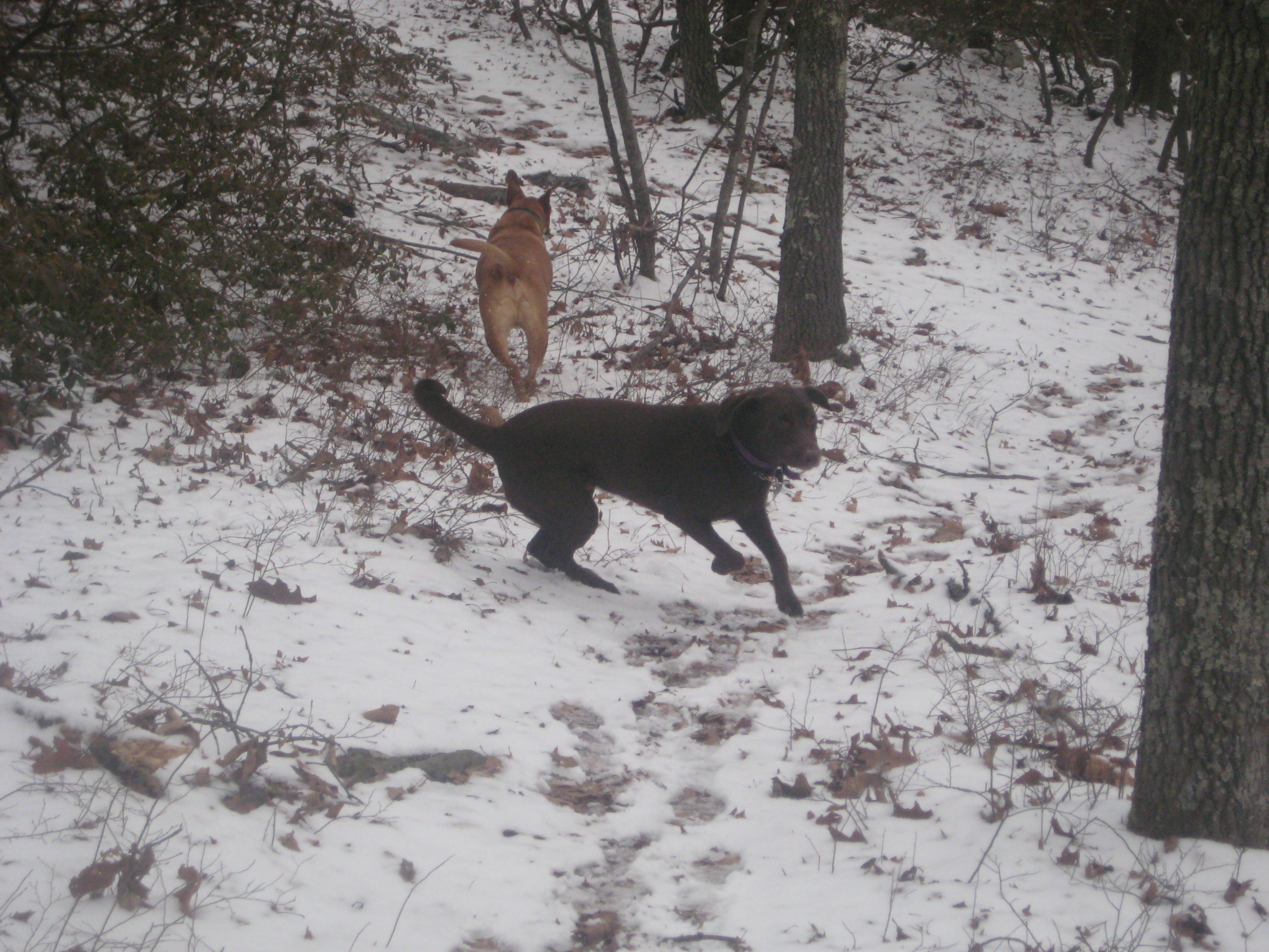 You go that way Sampson, I think I smell something back here.  Oh wait, that's just mom.