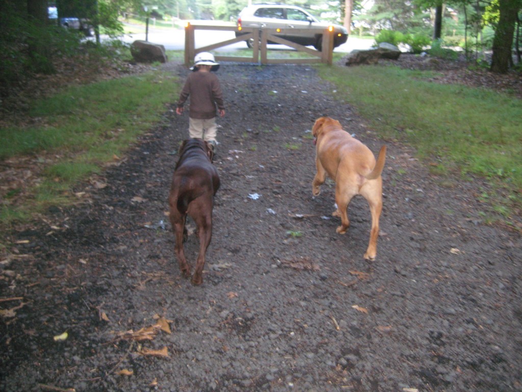 One of my favorite pictures with my grandson and the dogs.