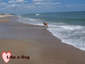 I love walking on the beach with my dogs.