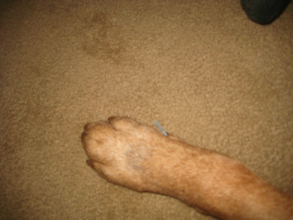 Paw