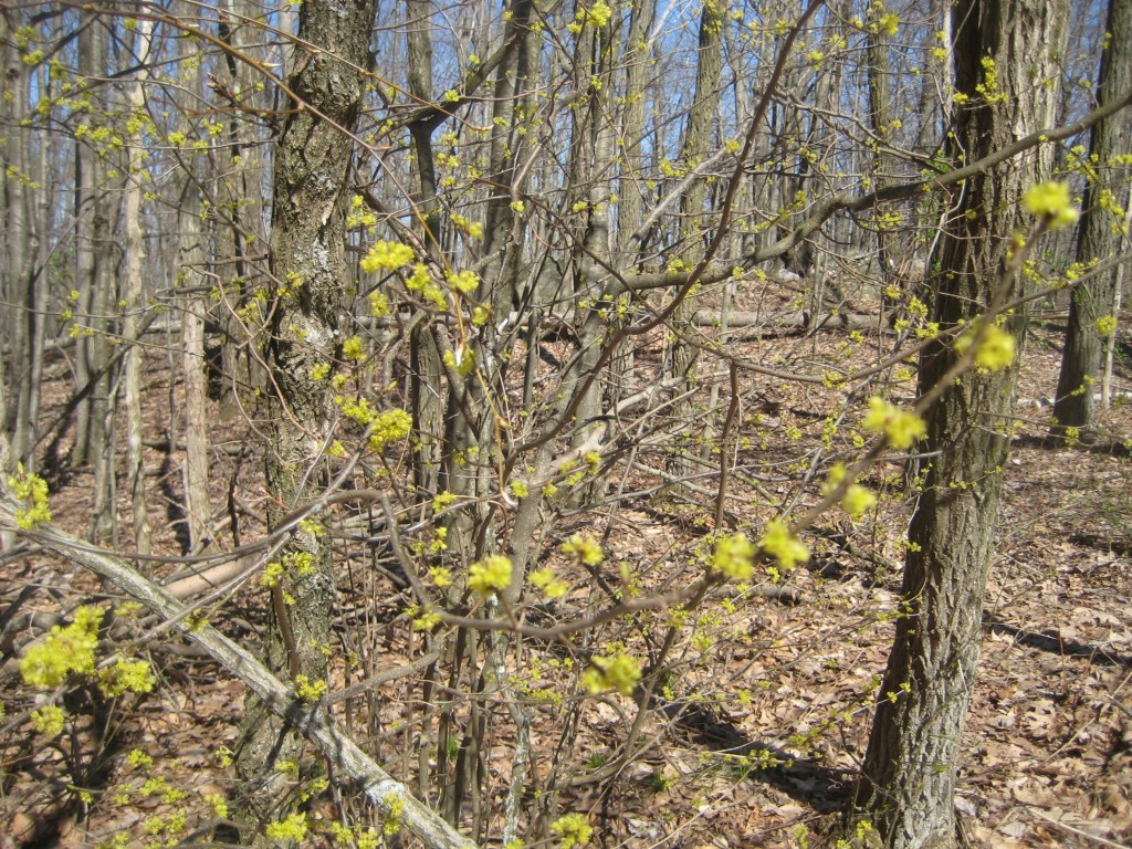 Yellow Flowers