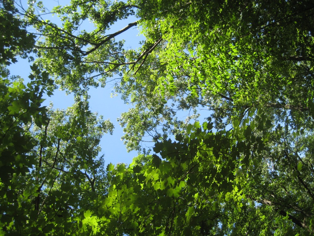 Beauty in the blue of the sky peeking through the green of the trees.