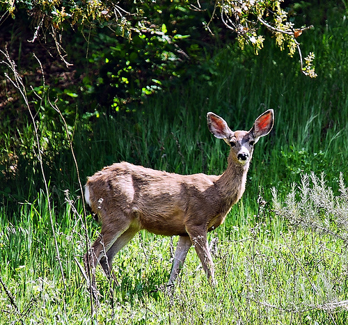 The Post in Which I Speak Deer.