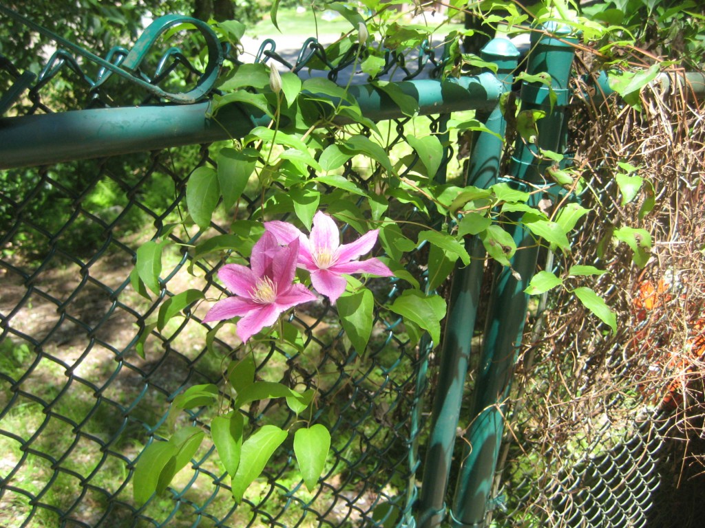 Beauty in the flowers that grow in our yard.