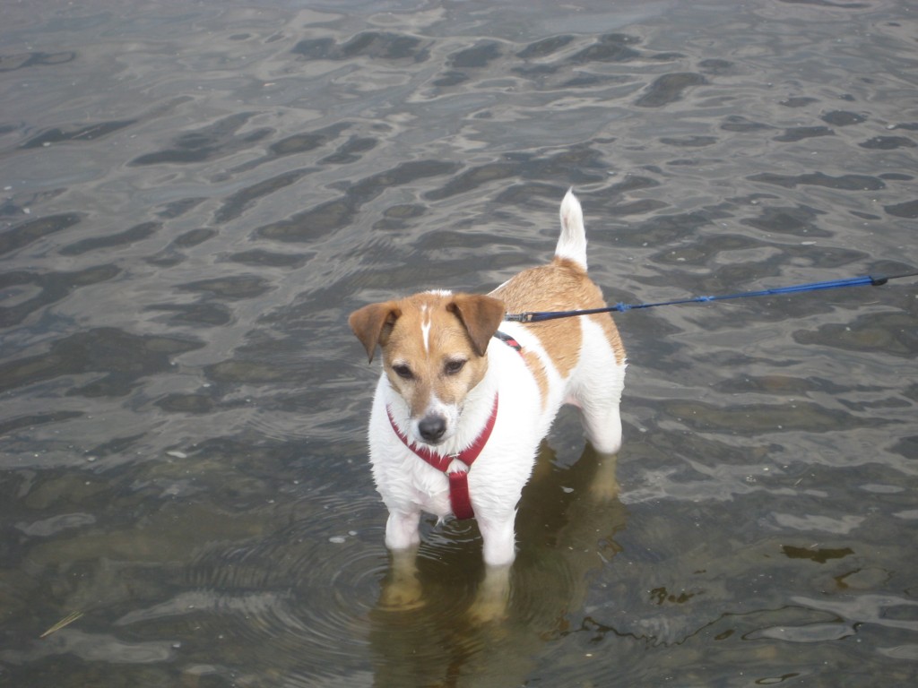 Not "THE" stalker dog, but similar.  (This is my sister's dog, J.D.)