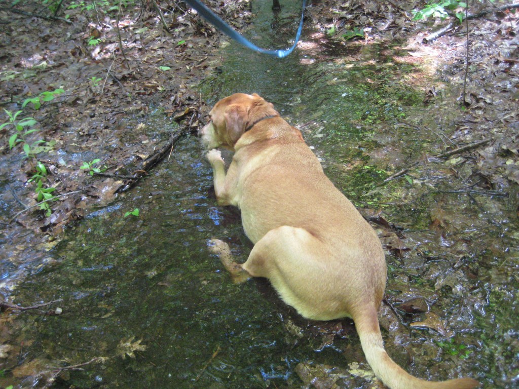 Sampson didn't mind, he took the opportunity to cool off in some of the running water.