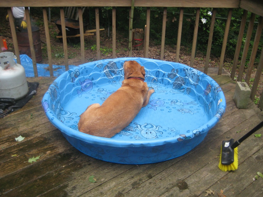Ah, a nice refreshing dip.