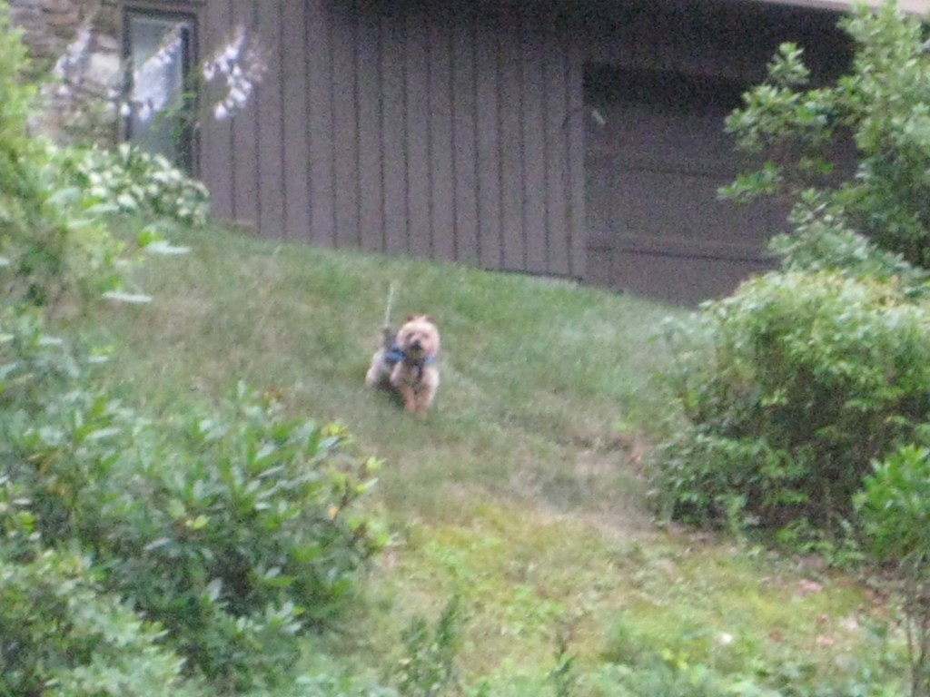 This little guy lives right on the edge of our park.  He is always on tether and I worry that someday he will get loose and get hurt.