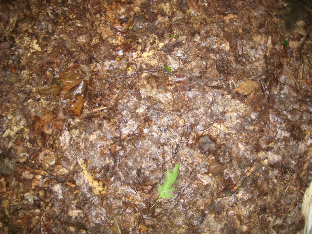 Random piles of leaves populate the walking paths.