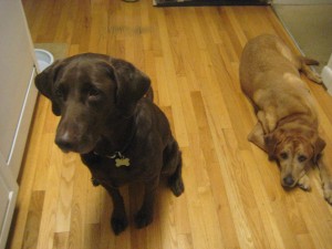 Sampson and I waited patiently in the kitchen while she sliced it up.