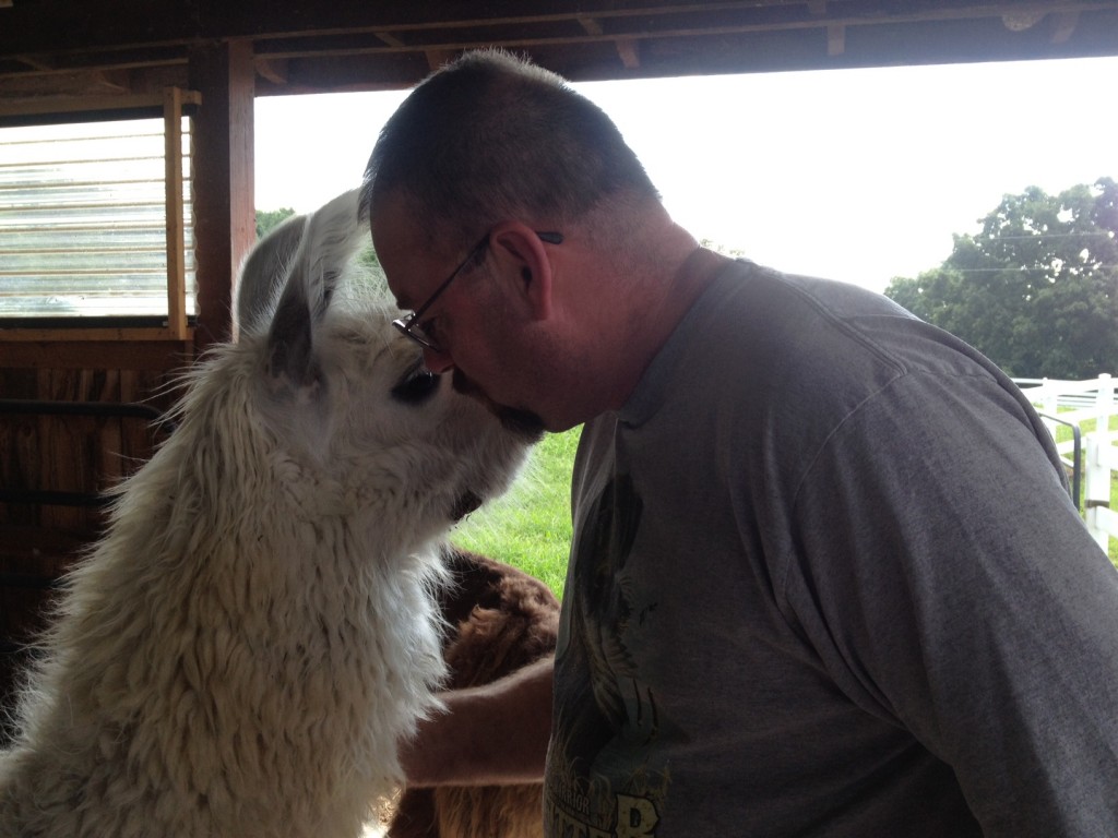 Hubby grasped the concept quite well and was quickly nose to nose with one of the friendliest llamas.