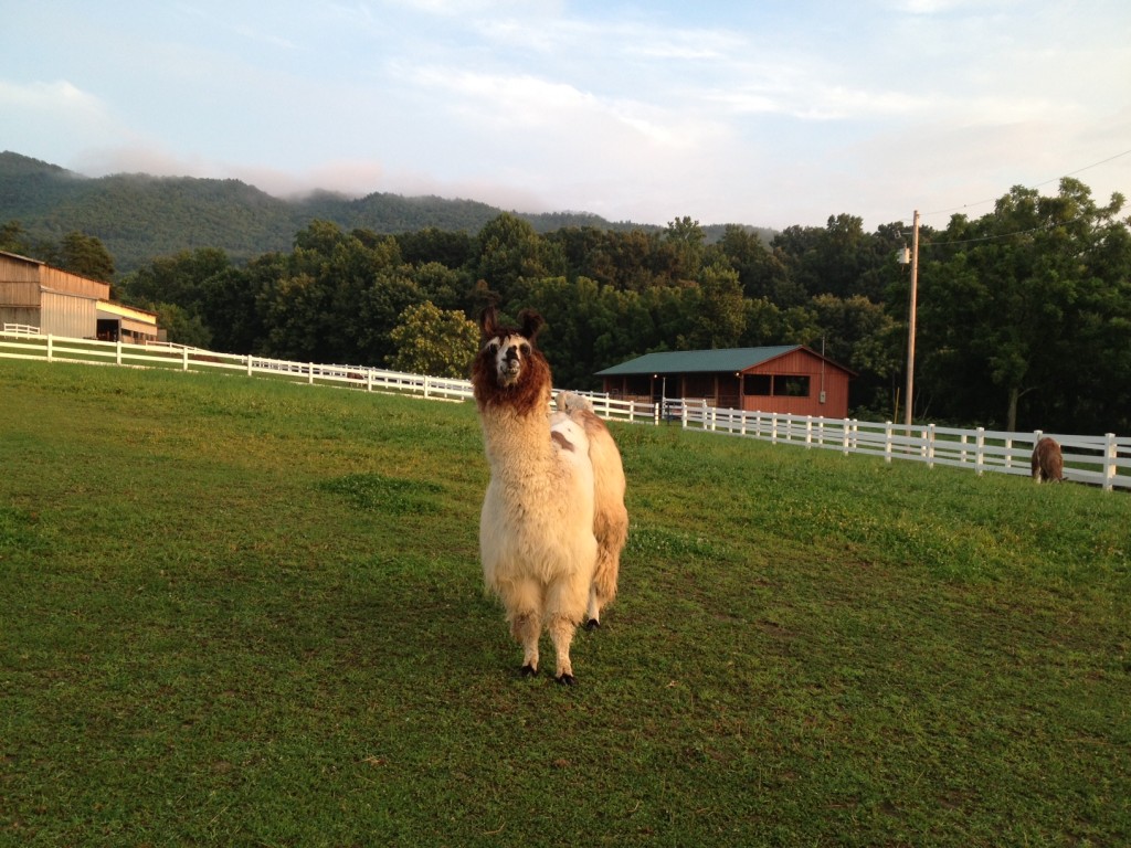 I don't know this llama's name, but she sure liked to look at us. 