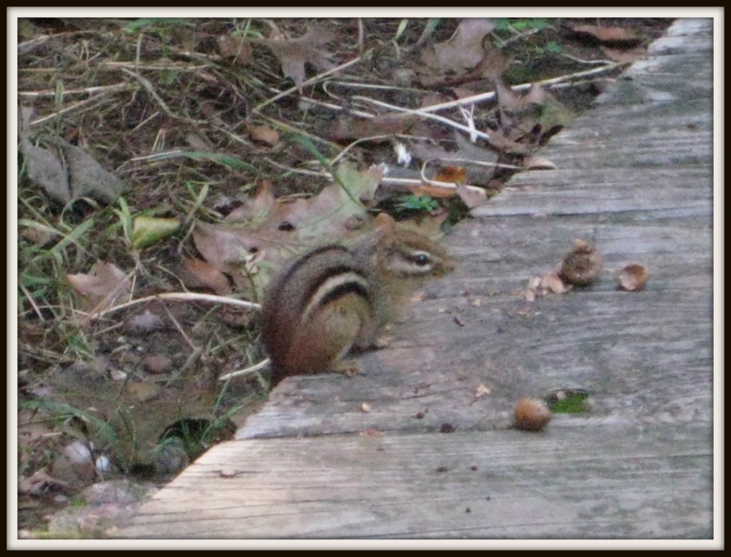 Chipmunk-P