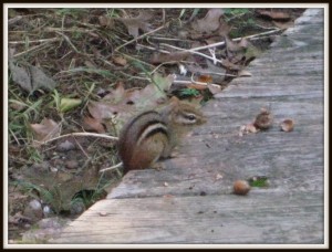This chipmunk is now in the witness protection program.  He's seen too much.