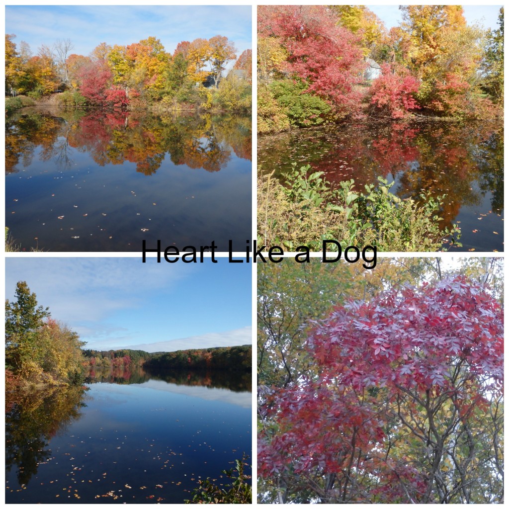 PicMonkey Fall Collage