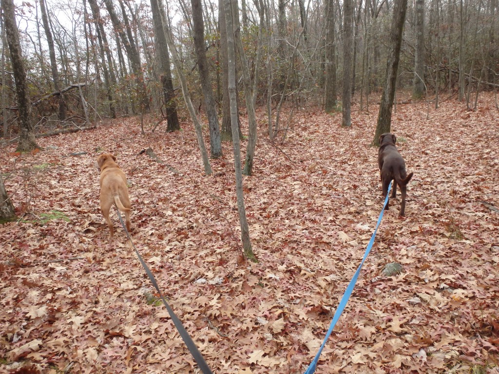 What?  You've never heard the tale of the two stubborn labs?