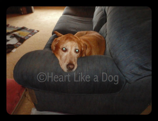 I love my couch, I think it's grand, if I could I'd hold it's hand.