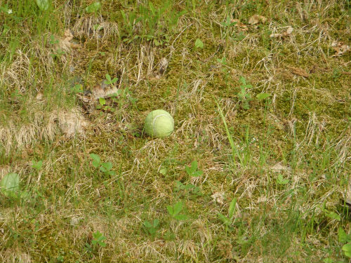 A lonely tennis ball waiting for someone to play with.