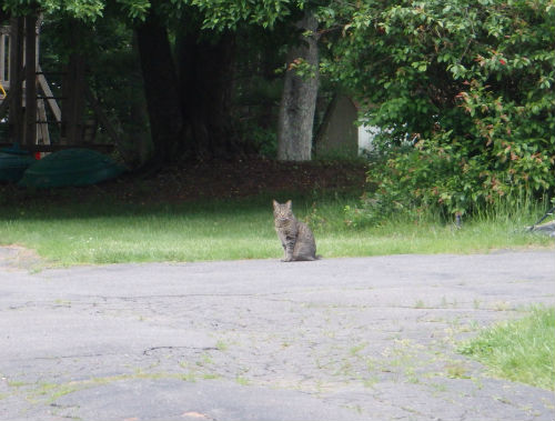 A bolder cat, who openly stared at us.