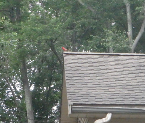 A cardinal that flies across our path and lights on the roof of a house.