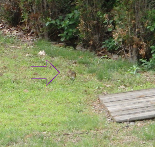 A brave and daring Chipmunk.