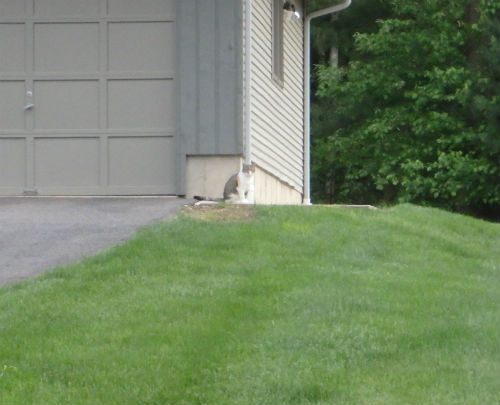 And one more cat who watched quietly from the safety of the yard.