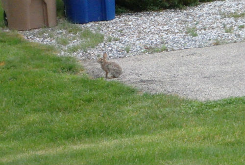 Yes Emma, it's a WABBIT!!