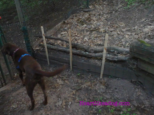 One area right near that gate that would allow access to the back yard.