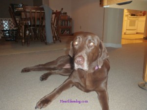 She makes it sound so impressive, but really, any self-respecting Lab can handle half a melon.