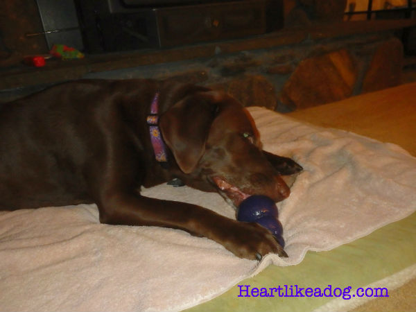 Don't all chocolate labs eat with gusto?