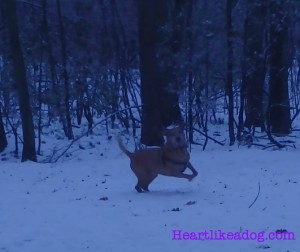 I think he looks like a reindeer, I really want to photoshop antlers on him. 