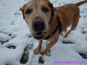 Golden Lab