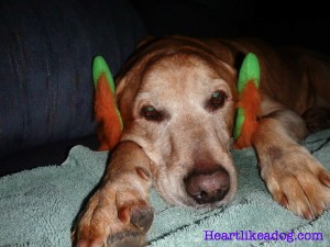 Golden lab with Leprechaun