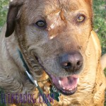 Muddy Golden Lab