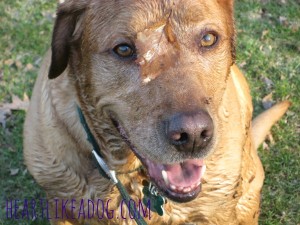 Muddy Golden Lab